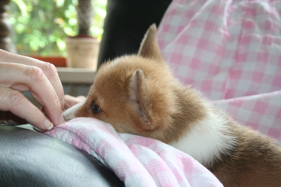 Puppies